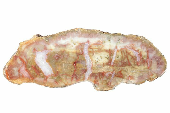 Colorful, Polished Petrified Wood Section - Texas #260850
